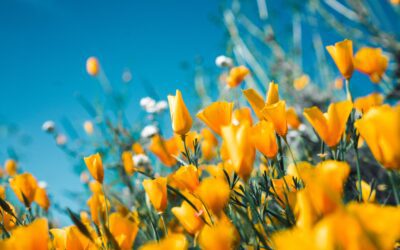 Spring is springing out all over archive